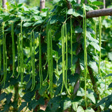 Seed packet for orient wonder yard long bean seeds