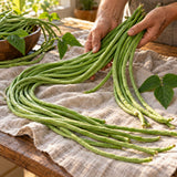 Orient Wonder Yard Long Bean Seeds harvest up close