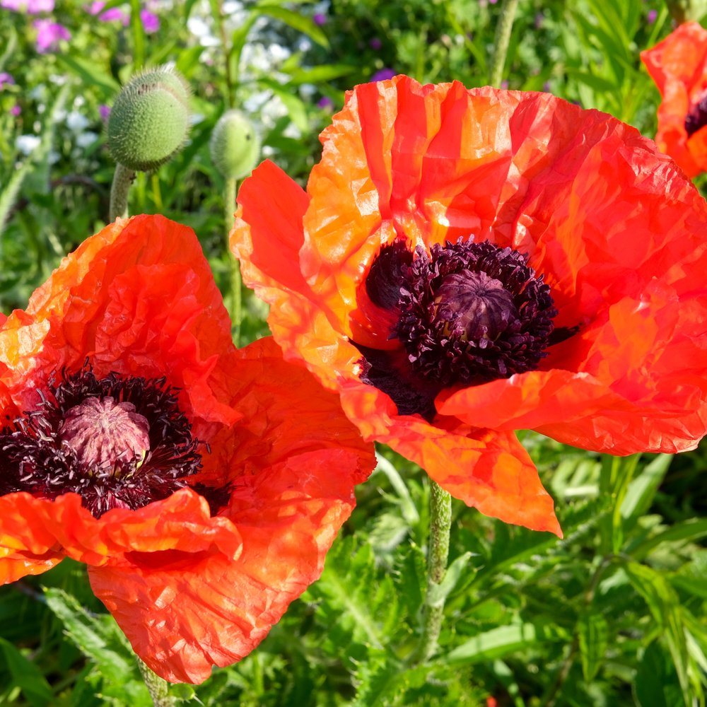 Brilliant Oriental Poppy seed packet