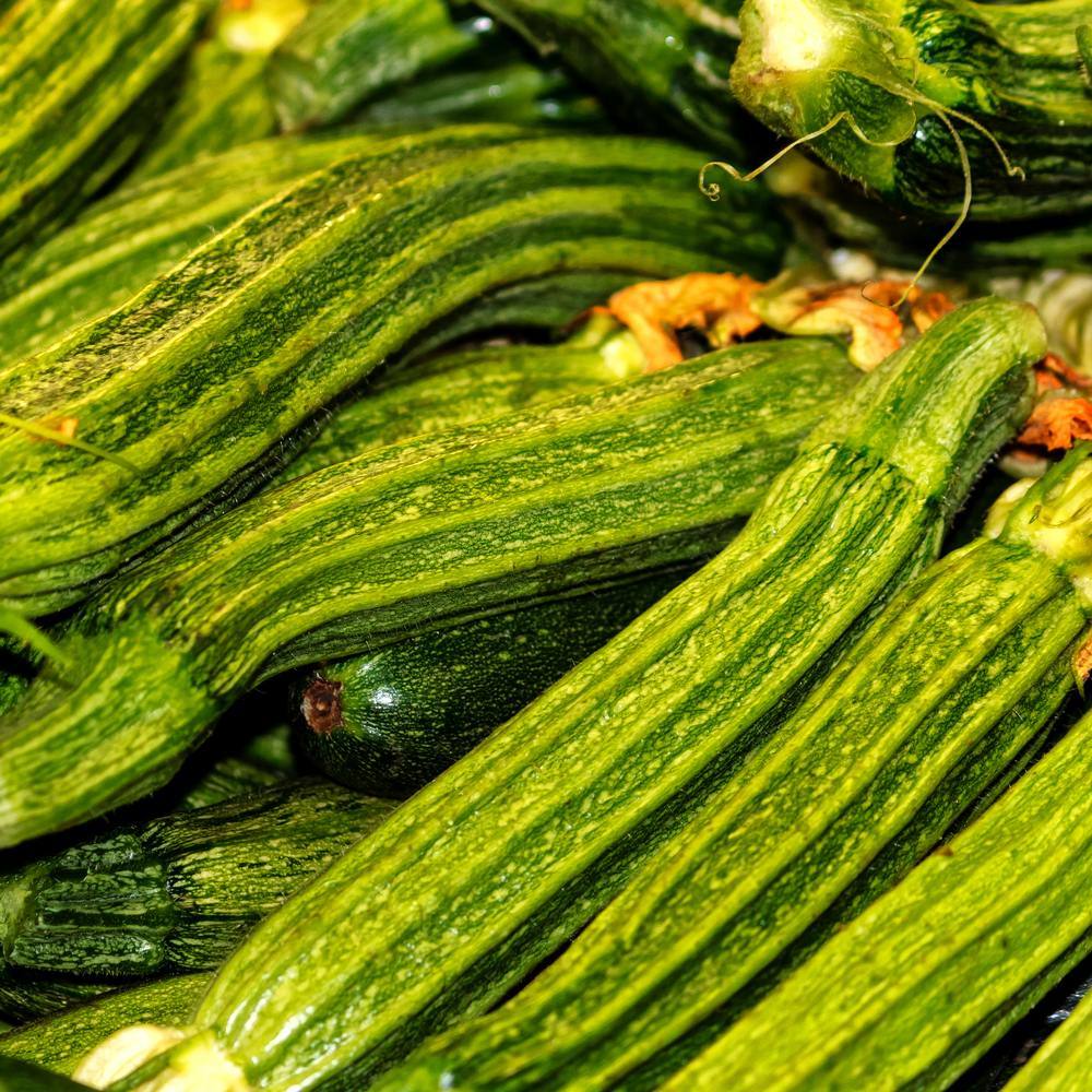 Costata Romanesco Summer Squash growing in a garden