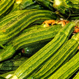 Costata Romanesco Summer Squash growing in a garden
