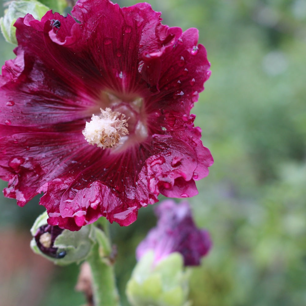 Seed packet for outhouse hollyhock seeds