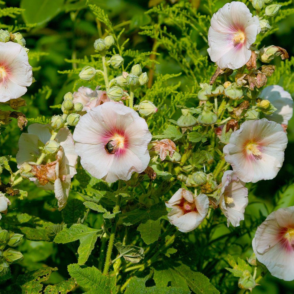 Seed packet for outhouse hollyhock seeds