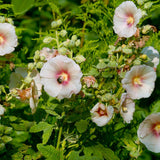 Seed packet for outhouse hollyhock seeds