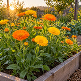 Pacific Beauty Calendula Seeds growing in a home garden