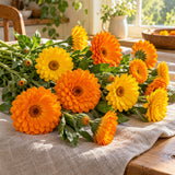 Pacific Beauty Calendula Seeds harvest up close