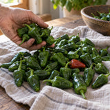 Padron Chile Pepper Seeds harvest up close