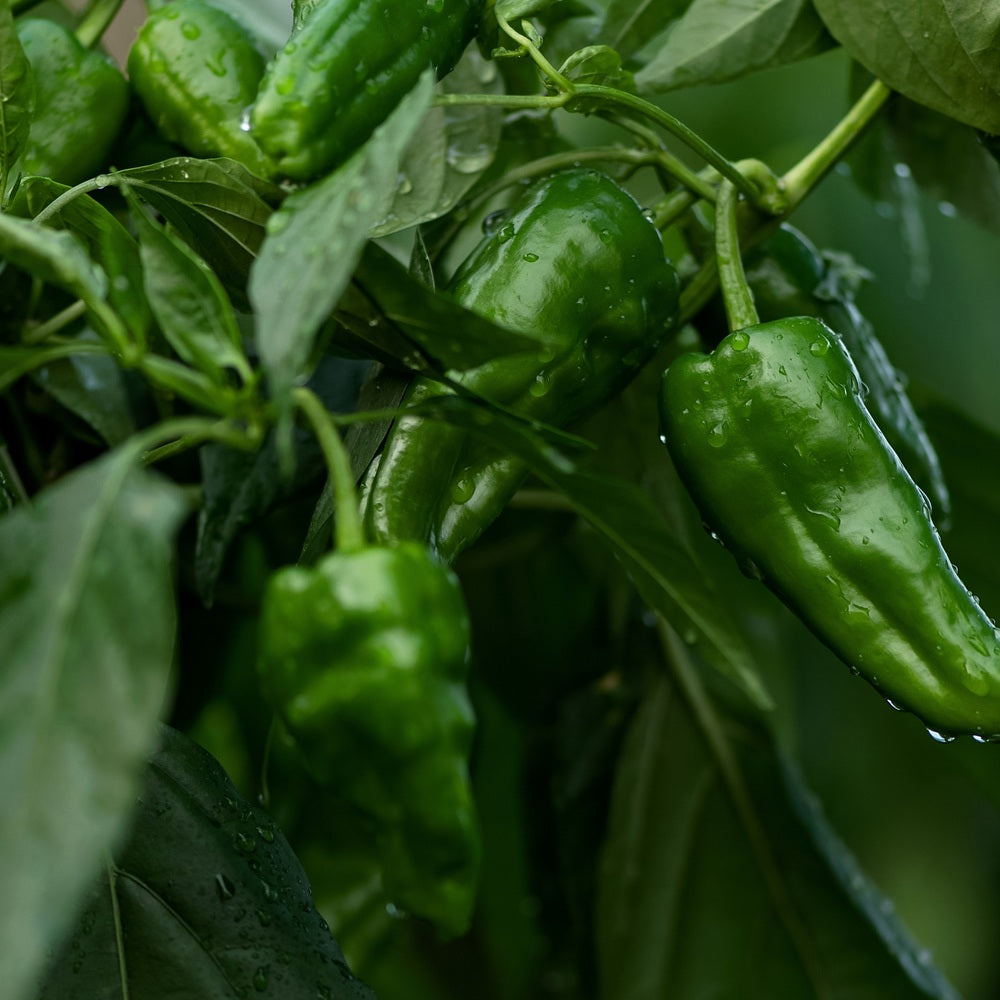 Seed packet for padron chile pepper seeds