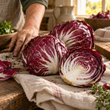 Palla Rossa Mavrik Radicchio Seeds harvest up close