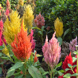 Seed packet for pampas plume celosia blend seeds