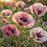 Pandora Poppy Seeds growing in a home garden