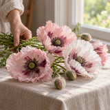 Pandora Poppy Seeds harvest up close