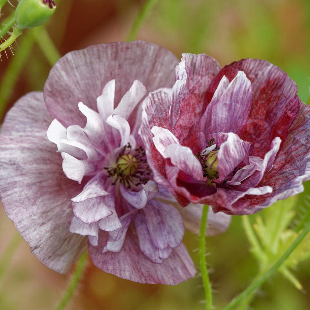 Pandora Poppy seed packet