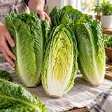 Parris Island Cos Romaine Lettuce Seeds harvest up close