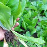 Product image of parris island cos romaine lettuce seeds