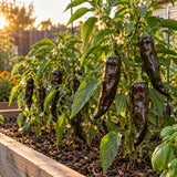 Pasilla Bajio Chile Pepper Seeds growing in a home garden