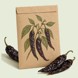 Kraft seed packet illustrated with Pasilla Bajio Chile Pepper, with fresh Pasilla Bajio Chile Pepper beside it