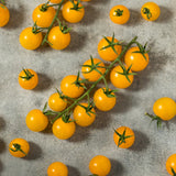 Seed packet for patio choice yellow cherry tomato seeds