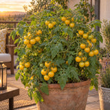 Patio Choice Yellow Cherry Tomato Seeds growing in a home garden