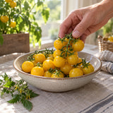 Patio Choice Yellow Cherry Tomato Seeds harvest up close