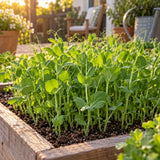 Pea Shoots Baby Greens Seeds growing in a home garden