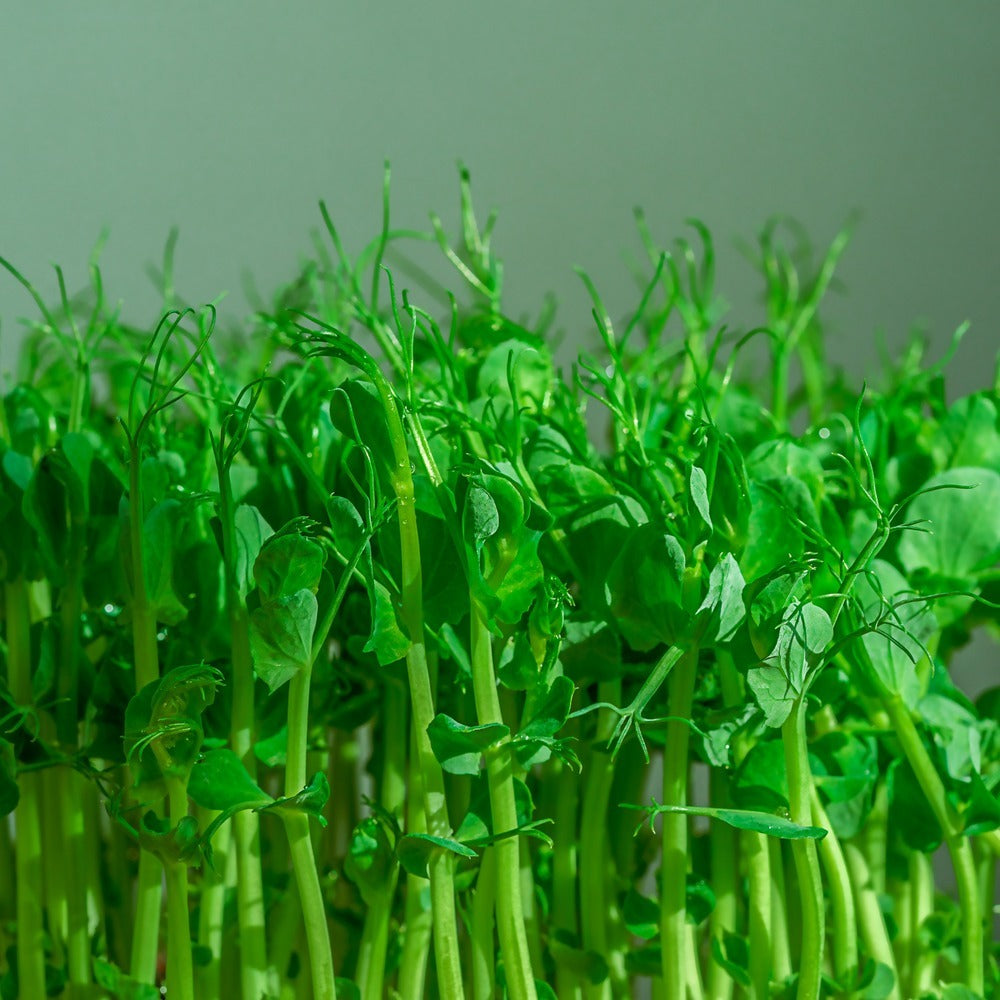 Seed packet for pea shoots baby greens seeds