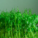 Seed packet for pea shoots baby greens seeds