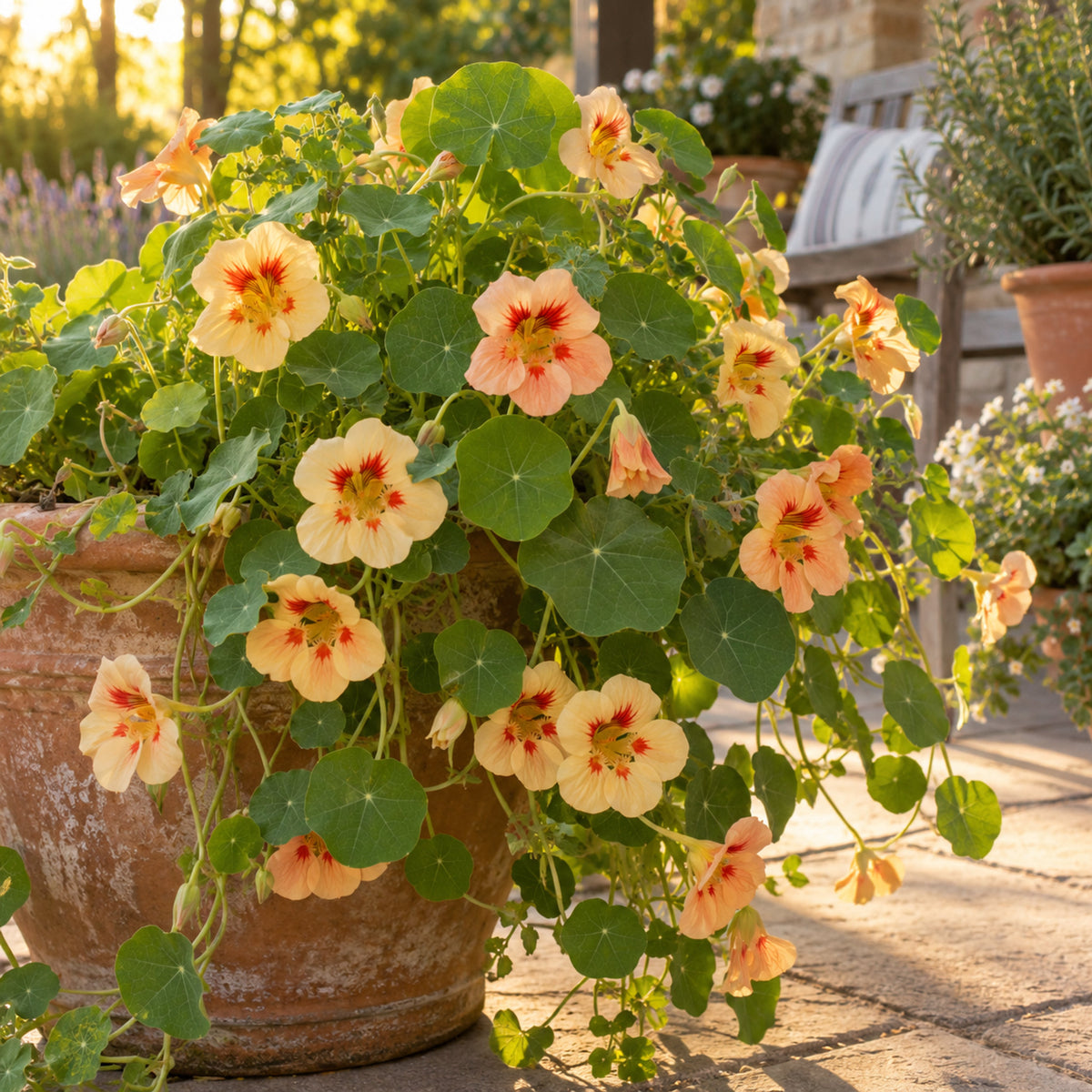 Peach Melba Nasturtium Seeds growing in a home garden