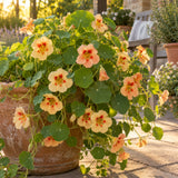 Peach Melba Nasturtium Seeds growing in a home garden