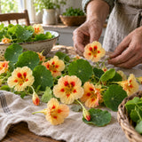 Peach Melba Nasturtium Seeds harvest up close