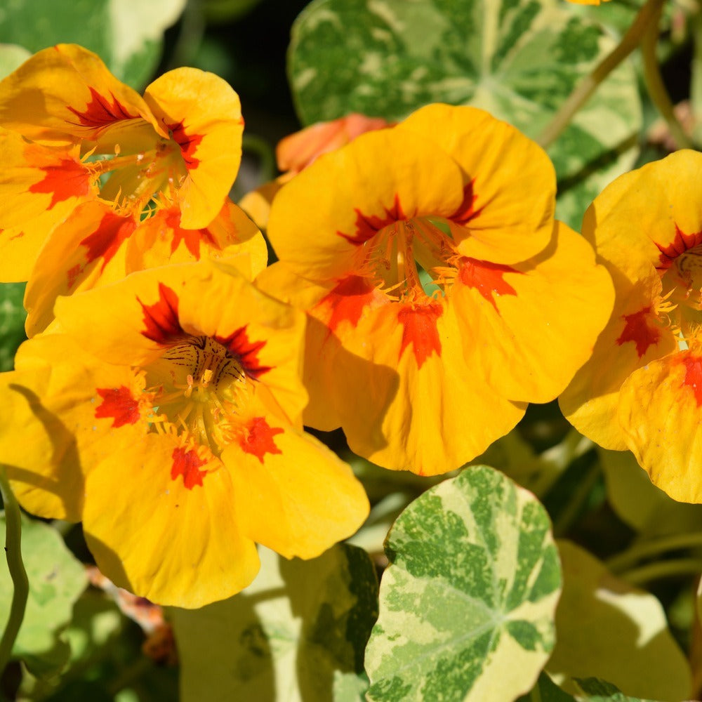 Seed packet for peach melba nasturtium seeds