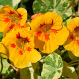 Seed packet for peach melba nasturtium seeds