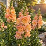Peach Snapdragon Seeds growing in a home garden