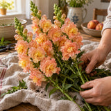 Peach Snapdragon Seeds harvest up close