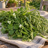 Peas and Oats Cover Crop Seeds harvest up close
