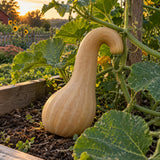 Pennsylvania Dutch Crookneck Squash Seeds growing in a home garden