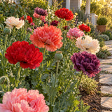 Peony Double Poppy Blend Seeds growing in a home garden