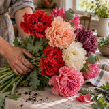 Peony Double Poppy Blend Seeds harvest up close