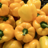 Golden Cal Wonder Sweet Pepper growing in a garden