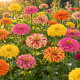 Peppermint Stick Zinnia Seeds growing in a home garden