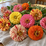 Peppermint Stick Zinnia Seeds harvest up close