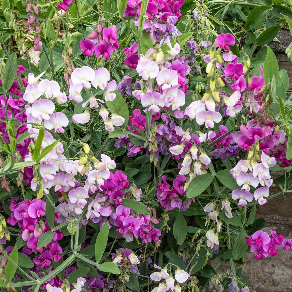 Seed packet for perennial sweet pea blend seeds