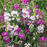 Seed packet for perennial sweet pea blend seeds