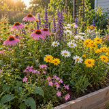 Perennial Bloom Flower Mix Seeds growing in a home garden