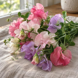 Perennial Sweet Pea Blend Seeds harvest up close