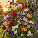 Perfume Delight Sweet Pea Seeds growing in a home garden
