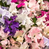 Seed packet for perfume delight sweet pea seeds