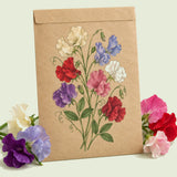 Kraft seed packet illustrated with Perfume Delight Sweet Pea, with fresh Perfume Delight Sweet Pea beside it