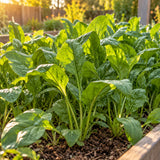 Perpetual Spinach Swiss Chard Seeds growing in a home garden
