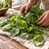 Perpetual Spinach Swiss Chard Seeds harvest up close